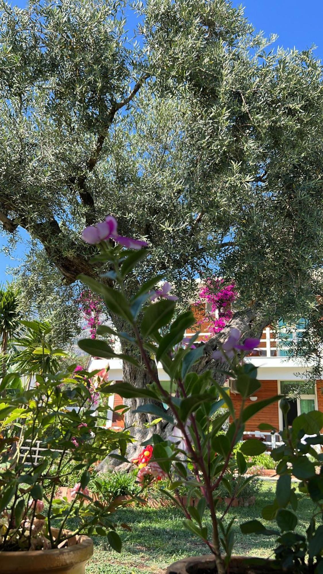 דרמי Hotel Jon מראה חיצוני תמונה